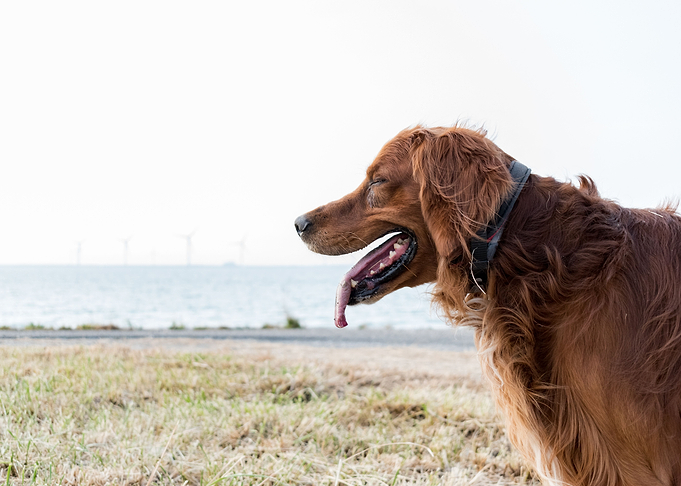 irishsetter kaya