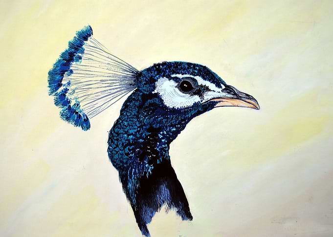 Peacock