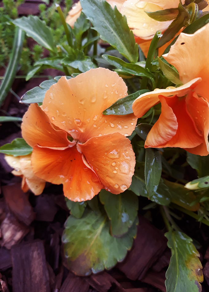 Pansy 1