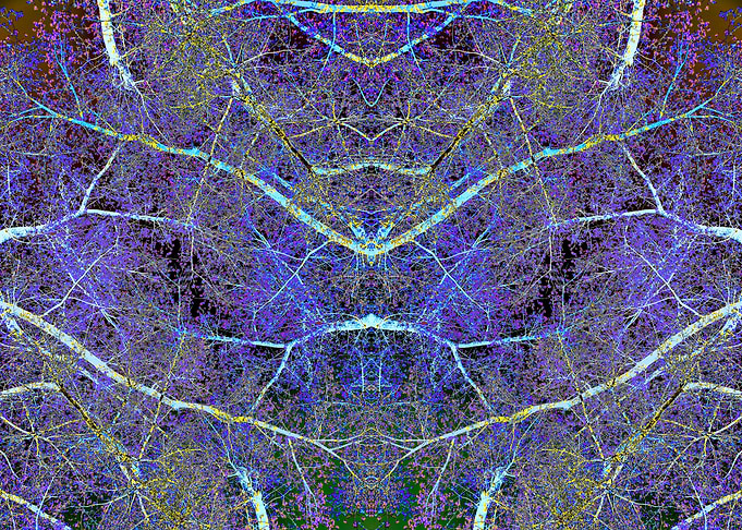 Spring forest 4
