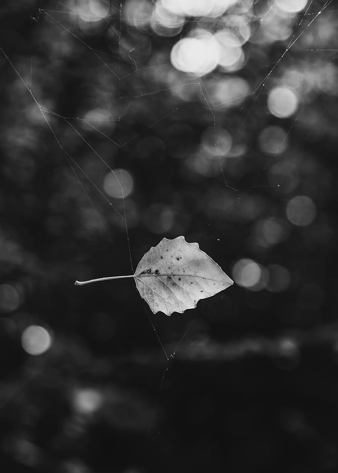 the leave