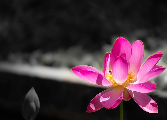 Sacred Lotus