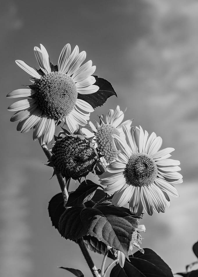 the flowers