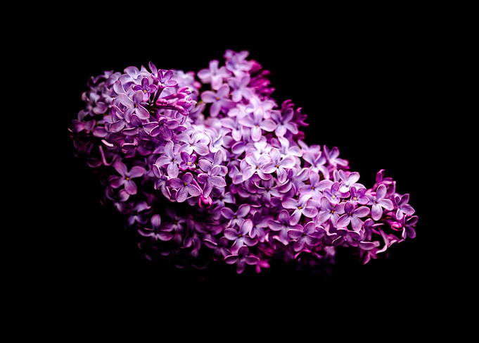 Lilac on black