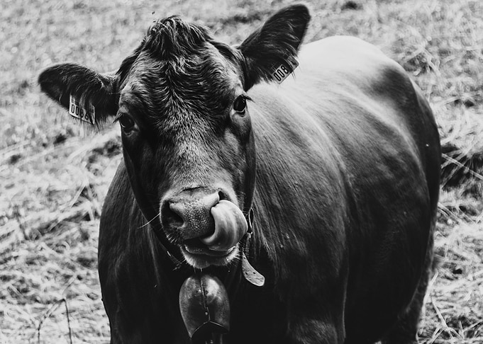 The cow