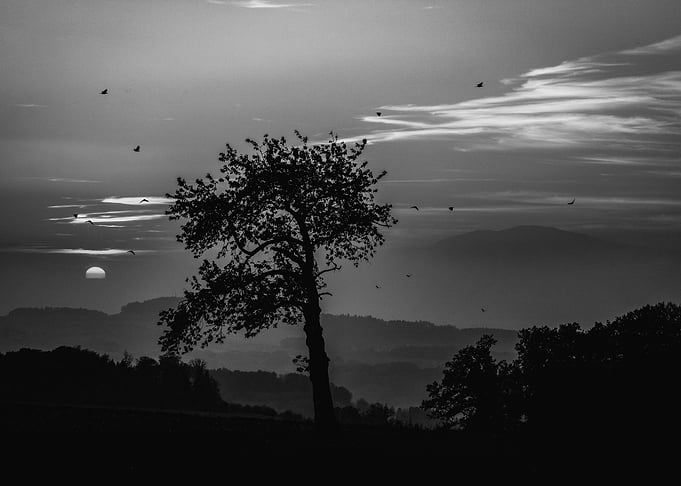 the tree