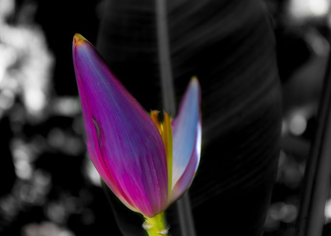 Banana tree flower 2