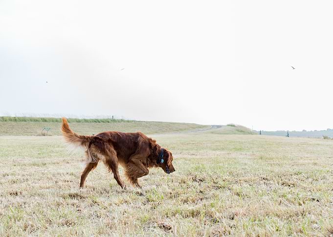 irishsetter kaya