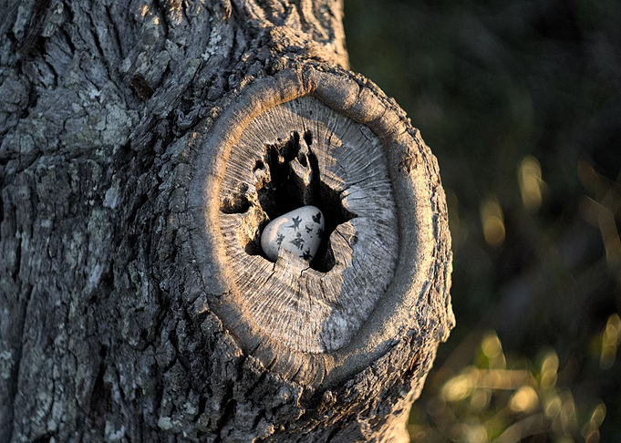 Rock found in Tree