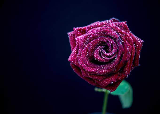 Red Rose with Dewdrops