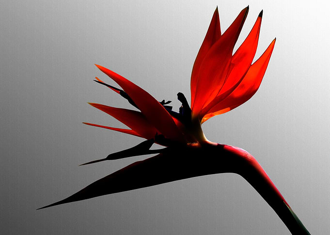 Red Bird of Paradise