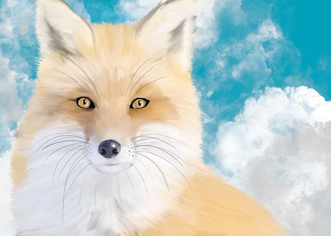 Fox