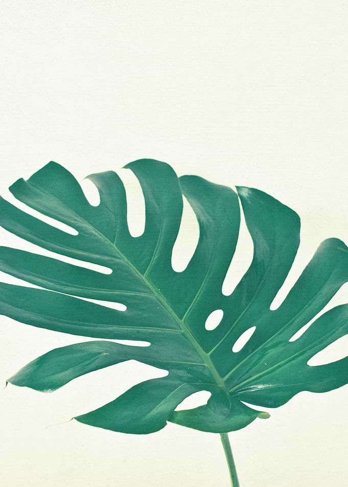 Monstera
