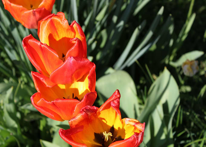 Tulips