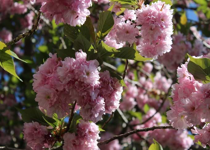 Blooming Tree