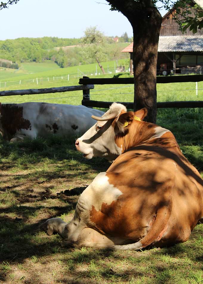 Cow