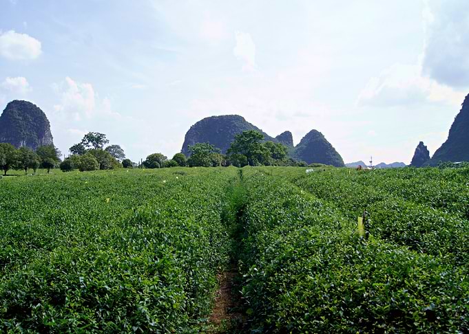 Tea Fields