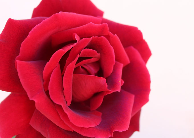 Rosey