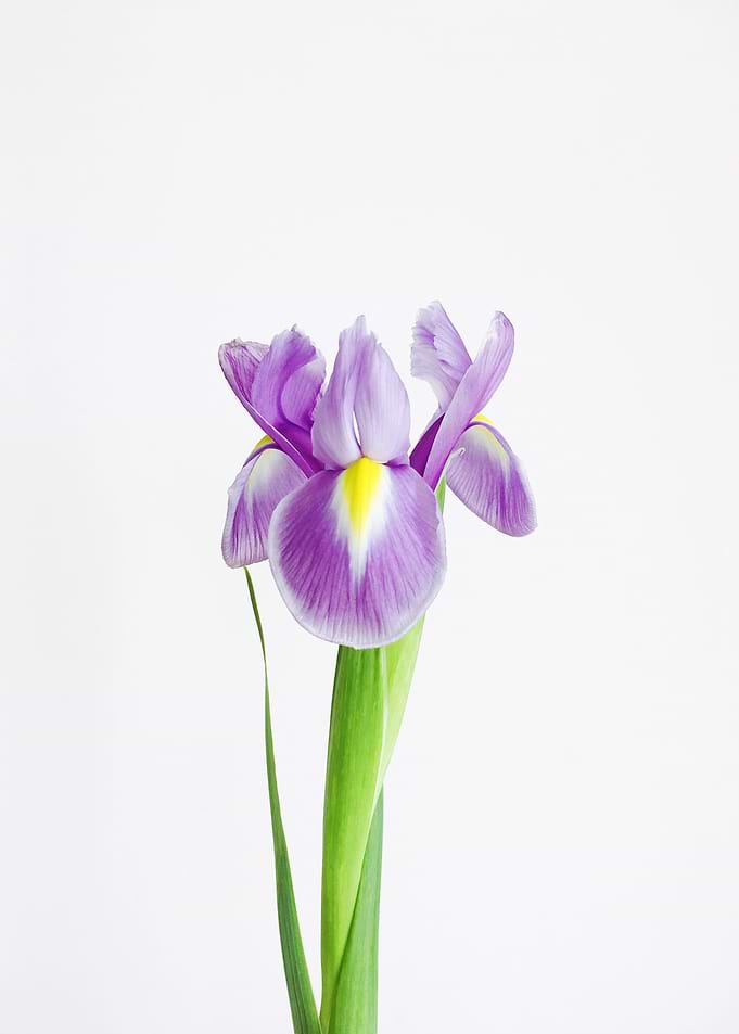 Iris