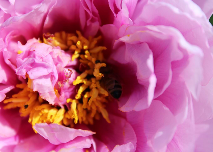 Pink Flower