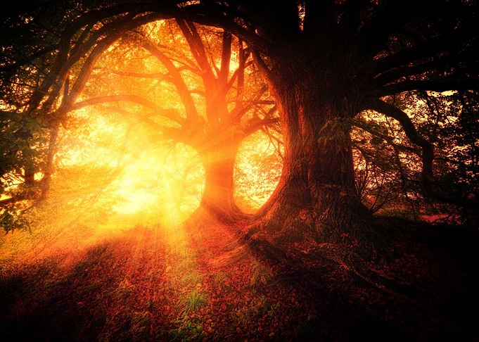Sunrise In The Woods