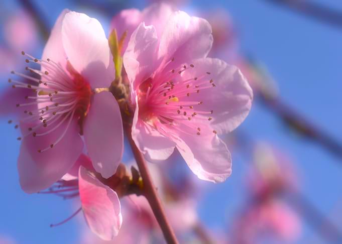 the awakening of spring