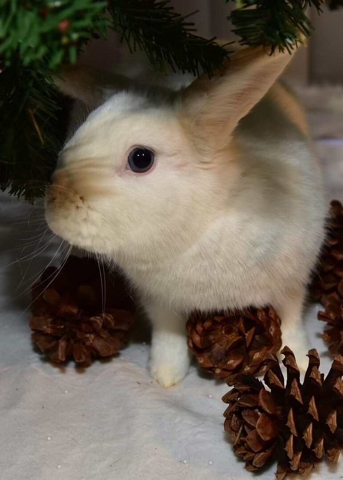 Cute Bunny