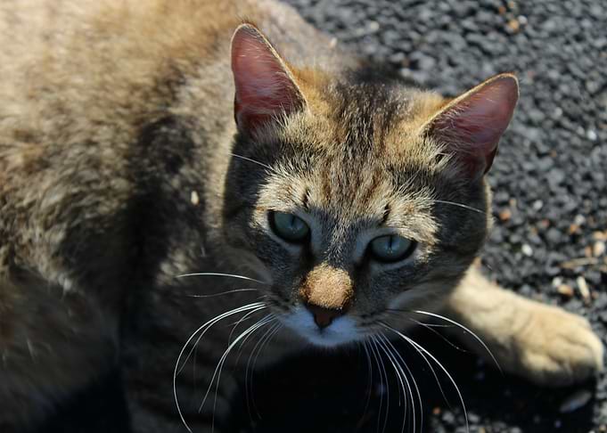 Beautiful Cat