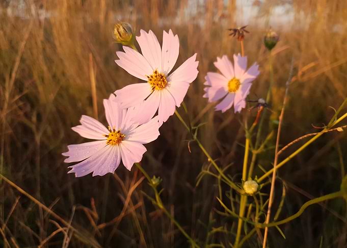 White Cosmos