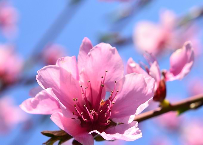 Pink spring