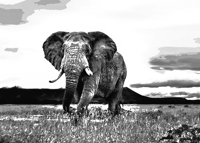 Black and white Elephant