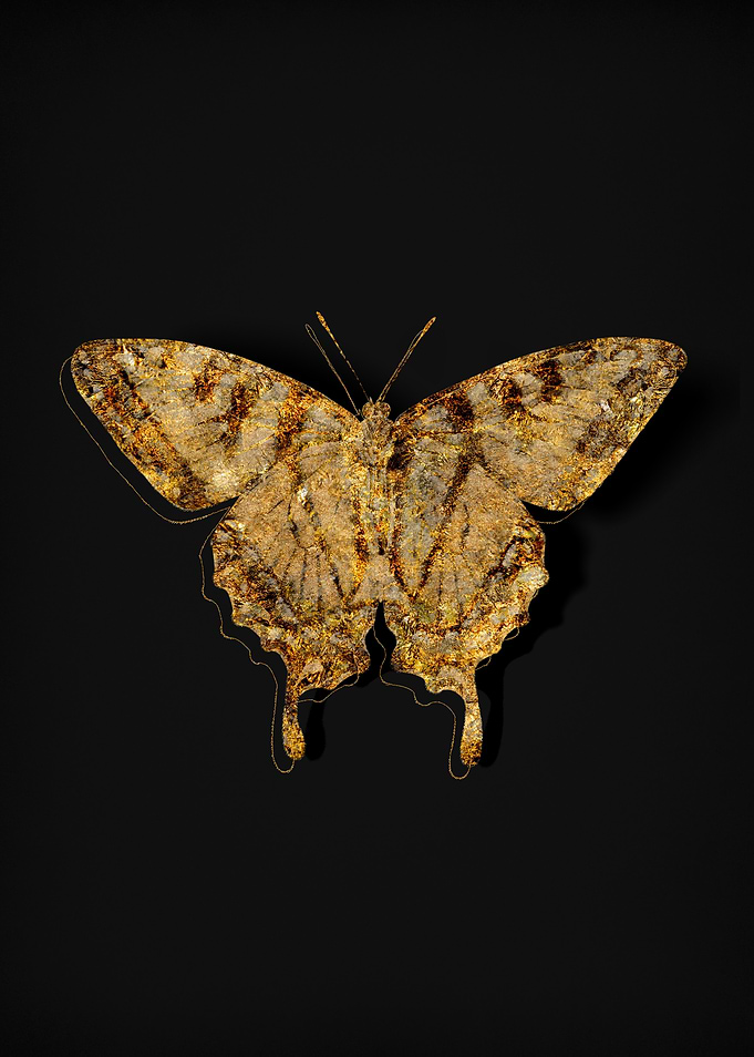 Gold Fauna On Black