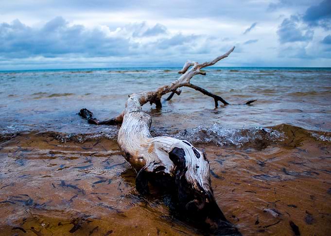Branchy beach