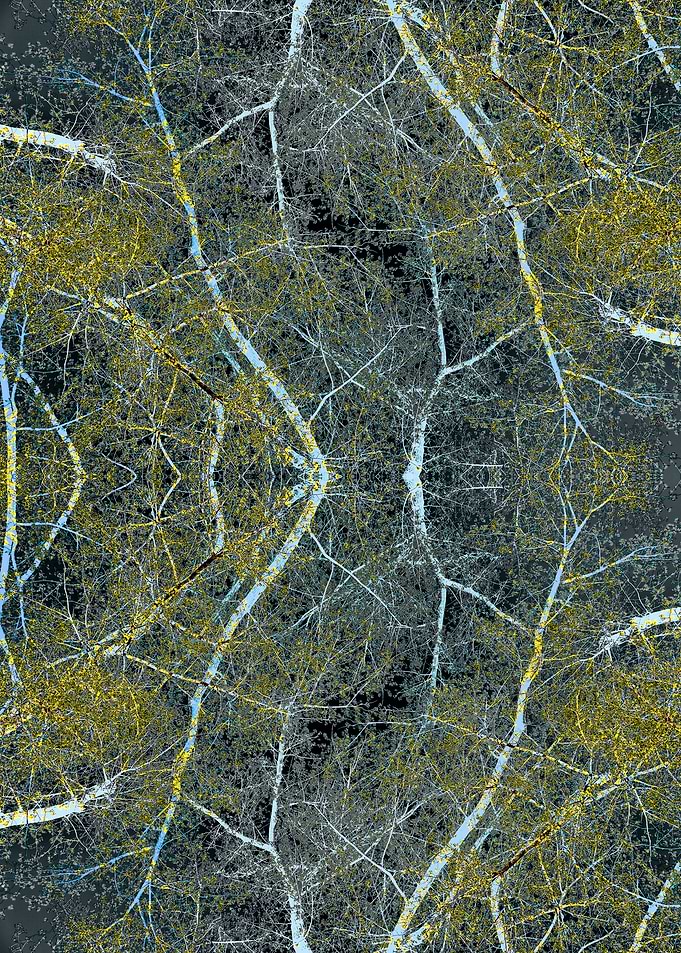 Spring forest 9