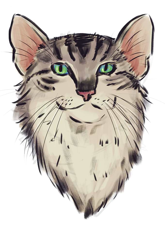 Fluff The Cat