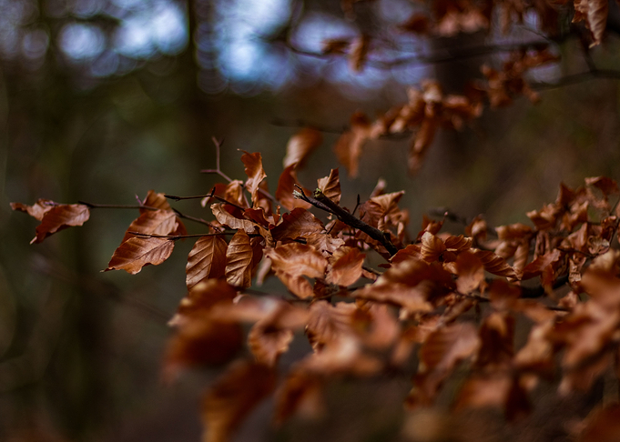 Leafy