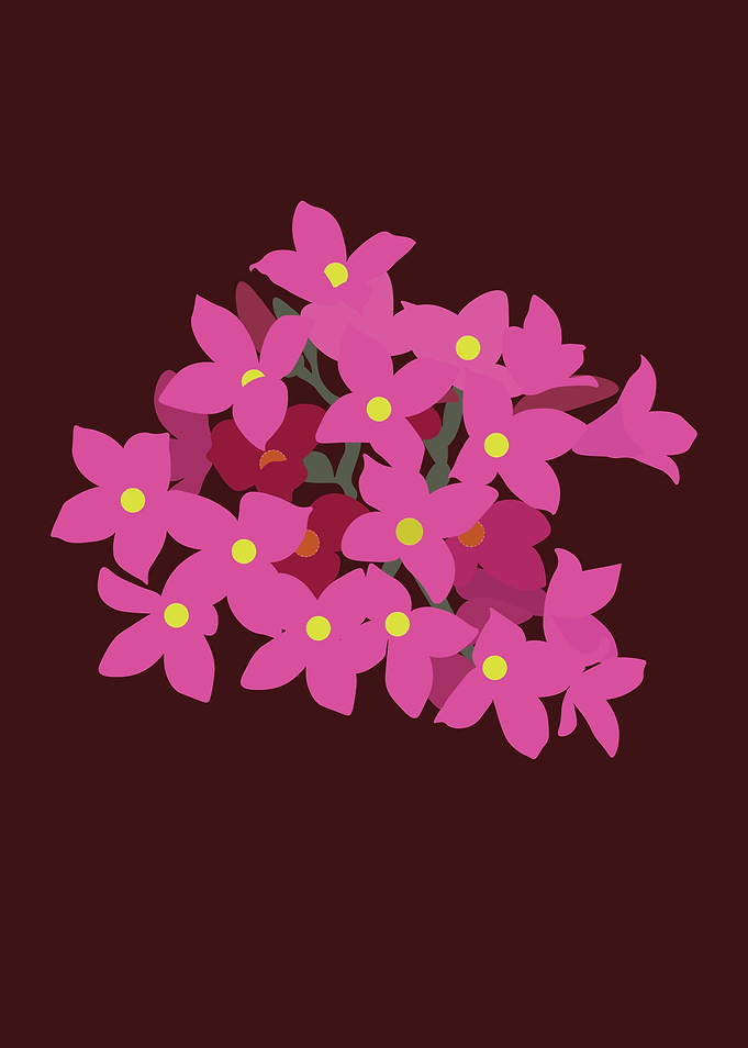 Pink blossom in darkness