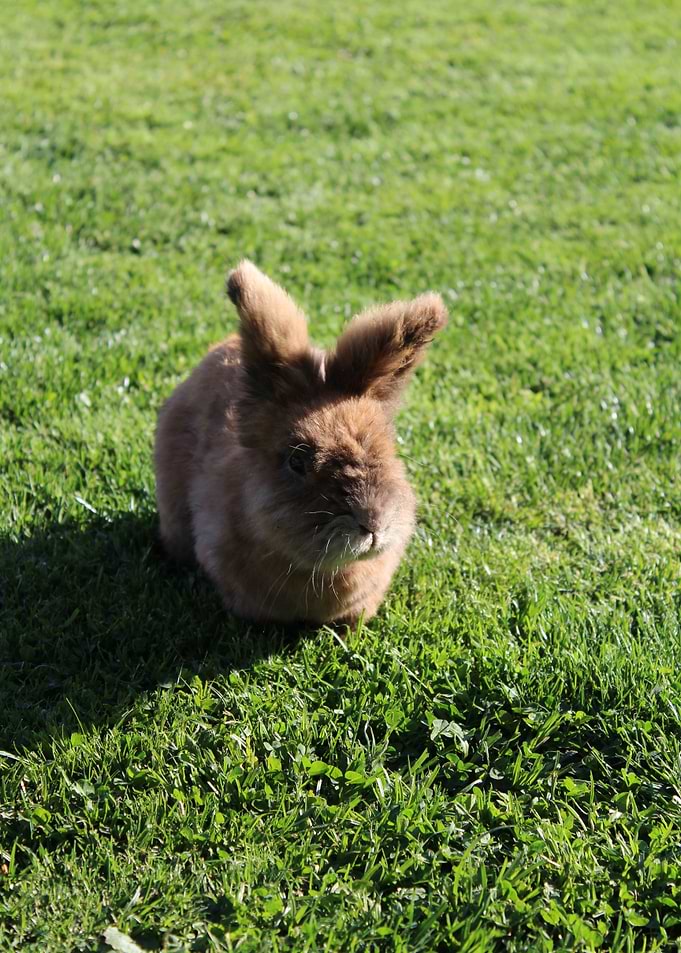 Bunny