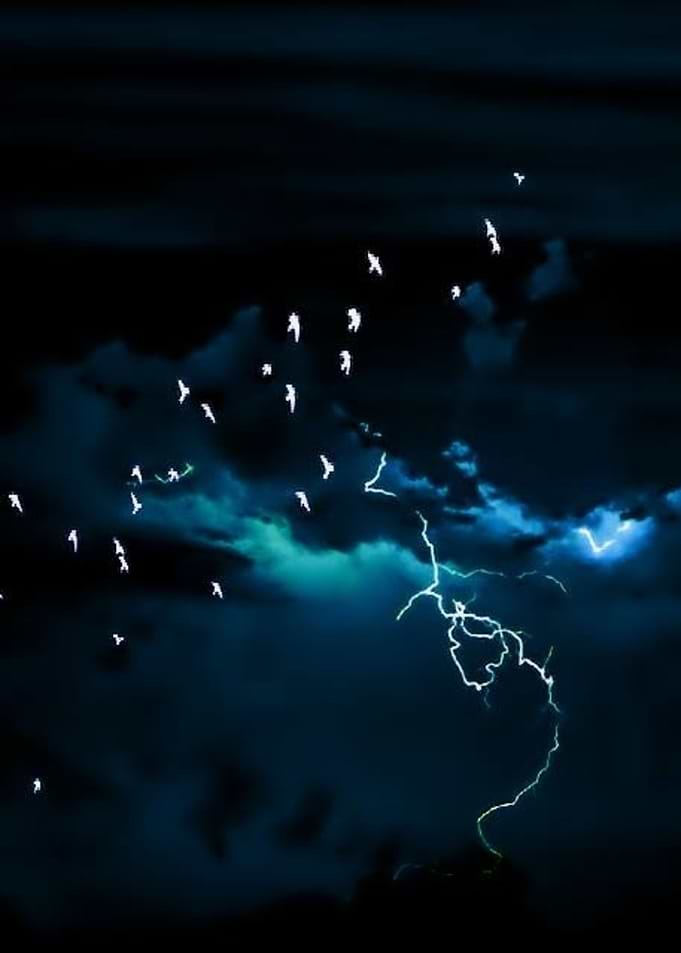 doves fly