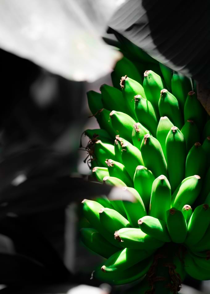 Mighty bananas 3