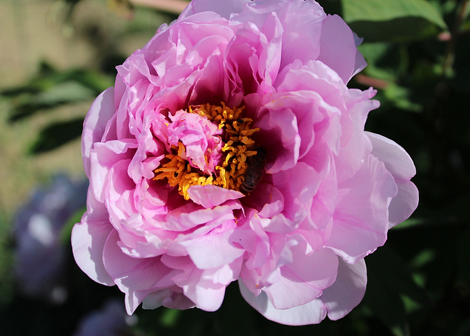 Pink Blossom