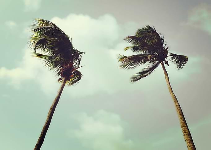 Coconut Dream