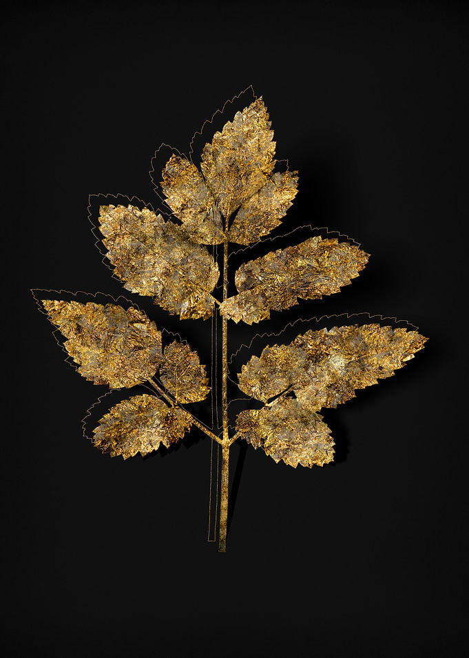 Gold Flora on Black