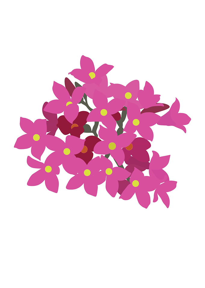 Pink blossom on white