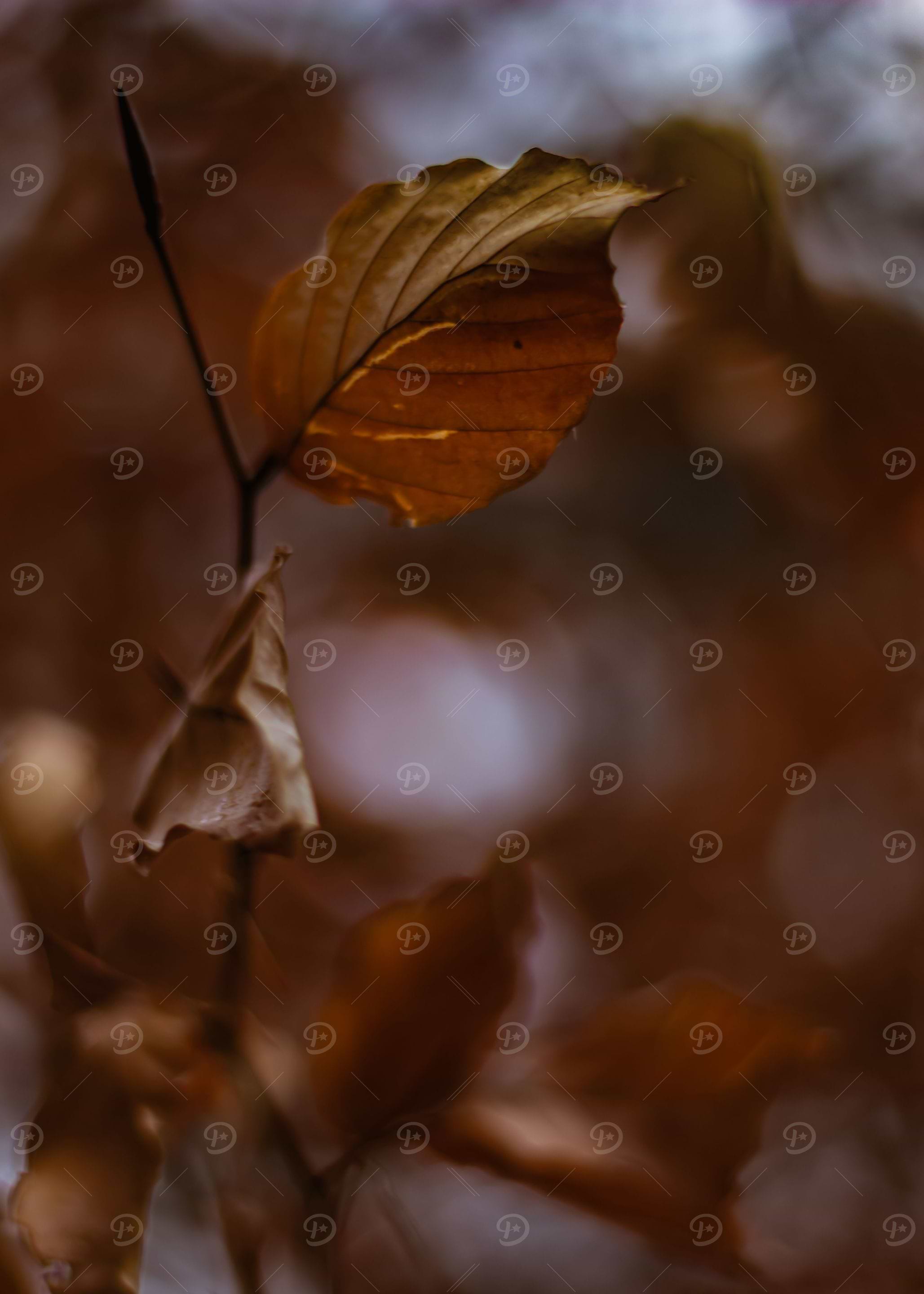 Dry