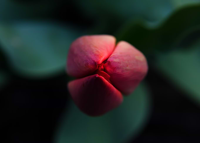 LOTUS