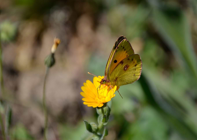 the delicacy of nature