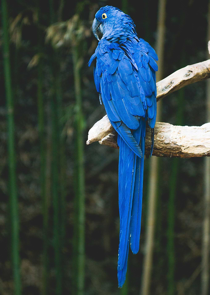 Photo of a blue parrot