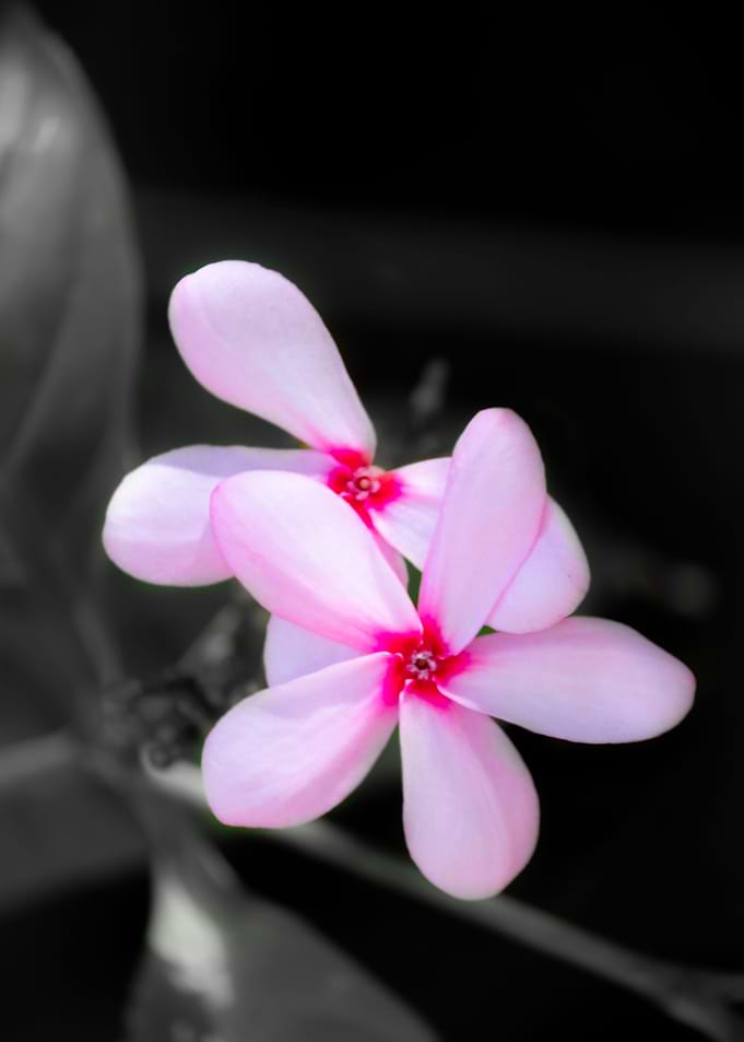 Pair of petite flowers