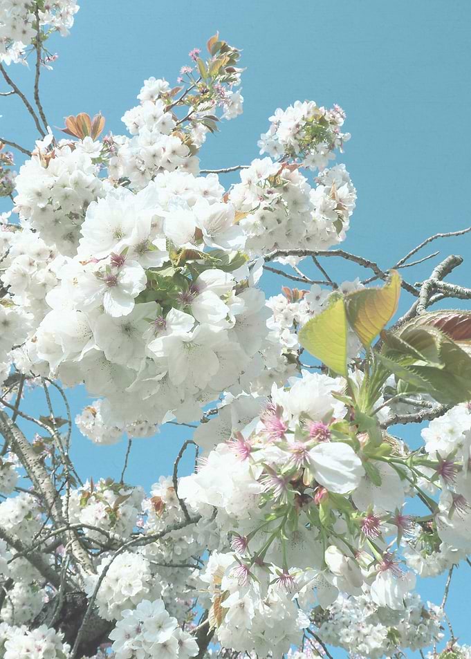 Spring Blooms